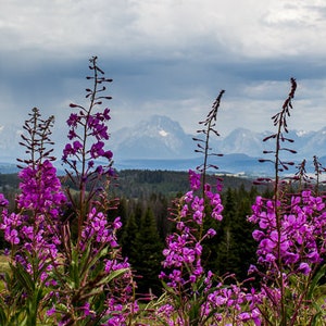 Togwotee Pass Wildflowers, Grand Teton National Park Ornament, Wyoming Fireweed Photo Christmas Gift image 3