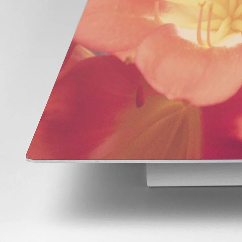 K&ouml;nnte beinhalten: Nahaufnahme einer rosa und gelben Blume mit weichen, zarten Bl&uuml;tenbl&auml;ttern. Die Blume ist scharf, w&auml;hrend der Hintergrund unscharf ist.
