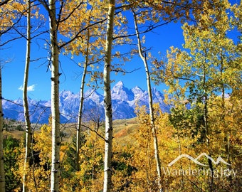 Grand Teton 16x20 Wall Art, Teton Mountains Fall Decor, Aspen Tree Jackson Hole Wyoming Print, Metal Wall Decor