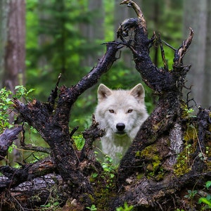 Gray Wolf framed by tree roots - Wildlife Fine Art Photography Print