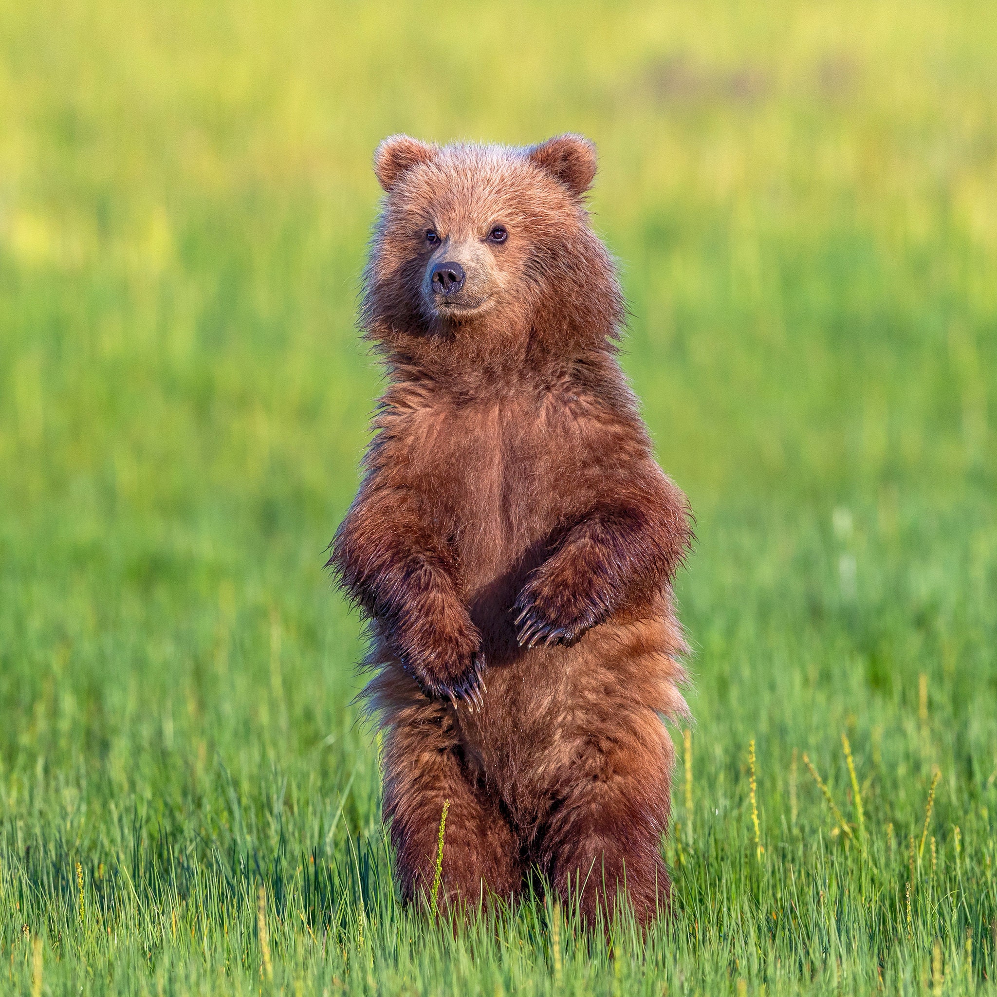 Young Bear Cub Standing Tall Square Wildlife Fine Art Photography Print