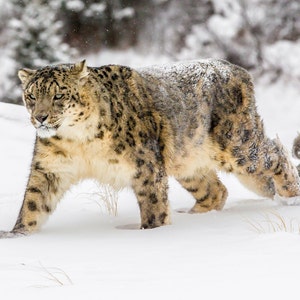 Snow Leopard - Wildlife Fine Art Photography Print