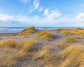 May include: A sandy beach with tall, golden-brown grass blowing in the wind. The ocean is in the background with blue water and whitecaps. The sky is a bright blue with white clouds.