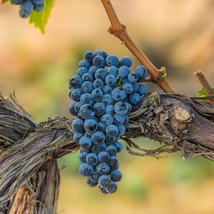 Wine Grapes on a large Vine - Fine Art Photography Print