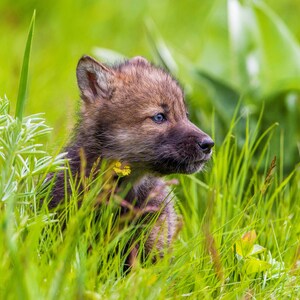 Young Wolf Playing in a Field - Wildlife Fine Art Photography Print