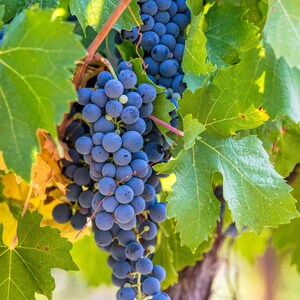 Wine Grapes in a Vineyard - Fine Art Photography Print