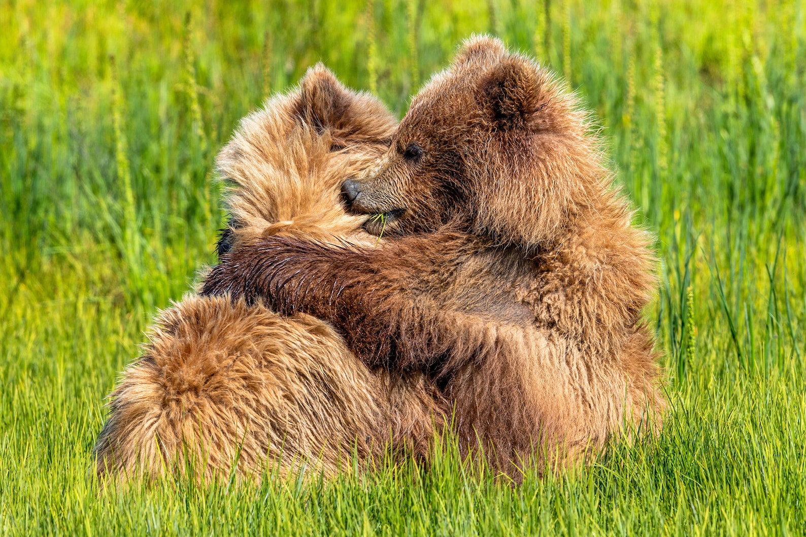 Young Bear Cubs Hanging Out Together Wildlife Fine Art Photography ...