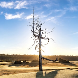 May include: A sunlit landscape features a bare tree silhouetted against the sun. The tree's branches reach out, and its shadow stretches across the grassy field. The sky is a mix of blue and white clouds, with a forest in the background.