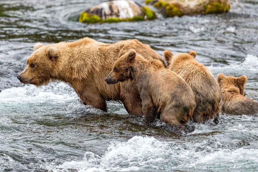 Mother and Bear Cubs Salmon Fishing in Alaska - Wildlife Fine Art ...