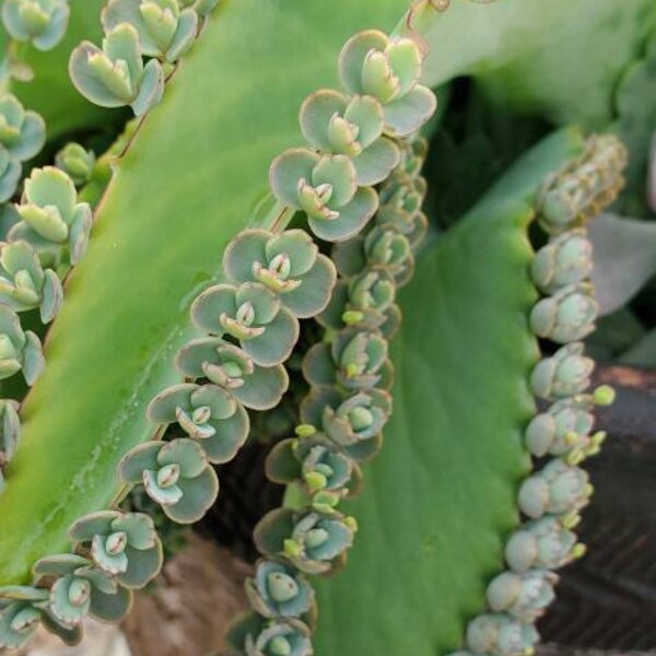 Mother of Thousands Plant - Etsy
