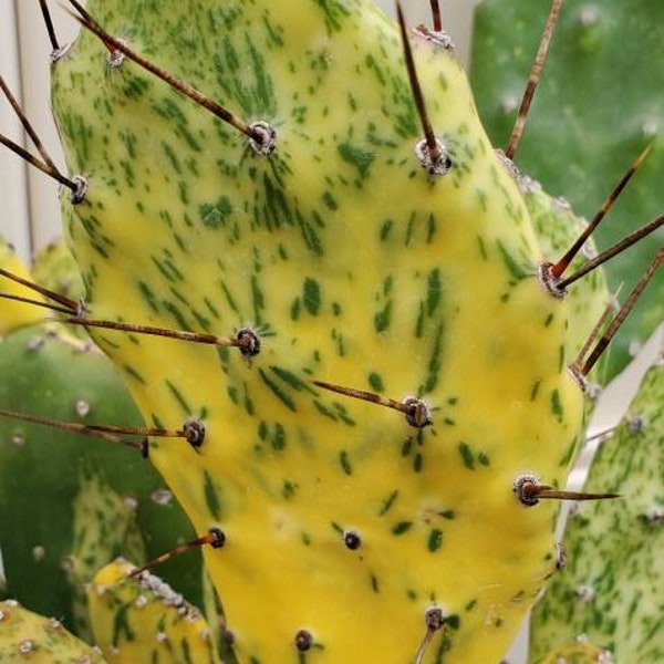 Optunia "Sunburst" Variagated  Prickly Pear Cactus - Flat Paddle   Rare Find! 4-6” tall, Unrooted!