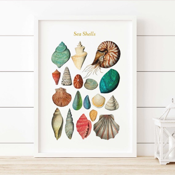 Wall Art Print, Seashells Collection