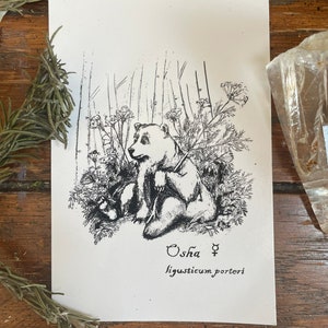 Osha Bear Medicine Standard Postcard