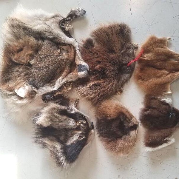 Animal faces native american fur pelt taxidermy renaissance craft trap tanned