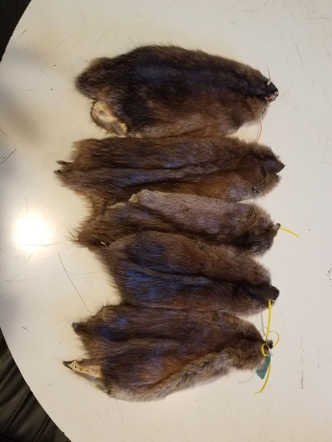 Muskrats Fur Pelt Tanned Cabin Craft Trap Renaissance Etsy