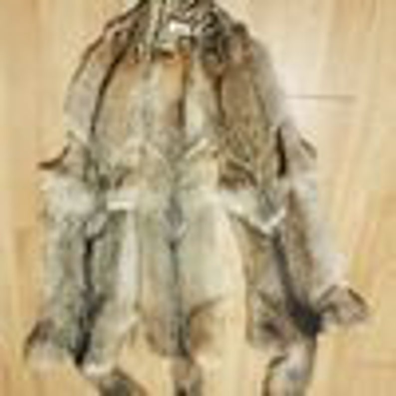 Coyote Fur Pelt Hide Tanned Leather Trap Cabin Native American ...