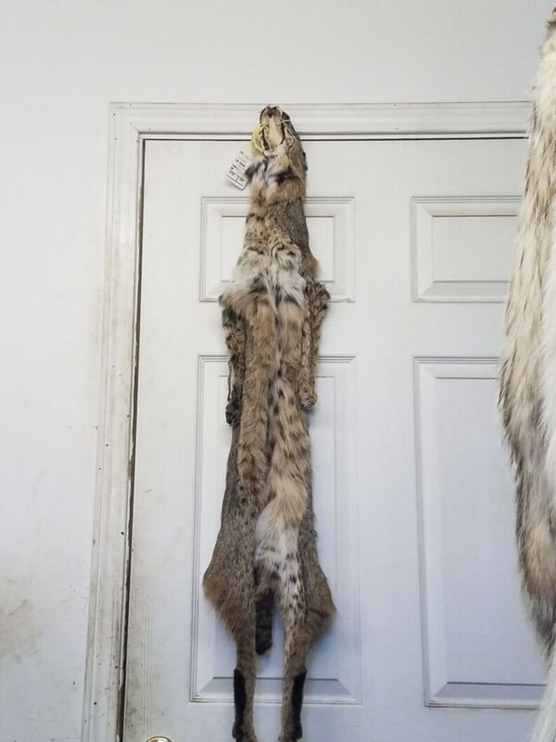 Bobcat Fur Pelt Tanned Trap Hunt Taxidermy Native American Etsy
