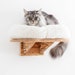 see more listings in the Cat furniture section