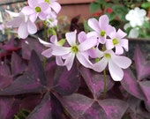 Oxalis Triangularis Bulbs Tubers, Easy To Grow, Purple Shamrock, Good Luck Plant, Purple Rain, Love Plant