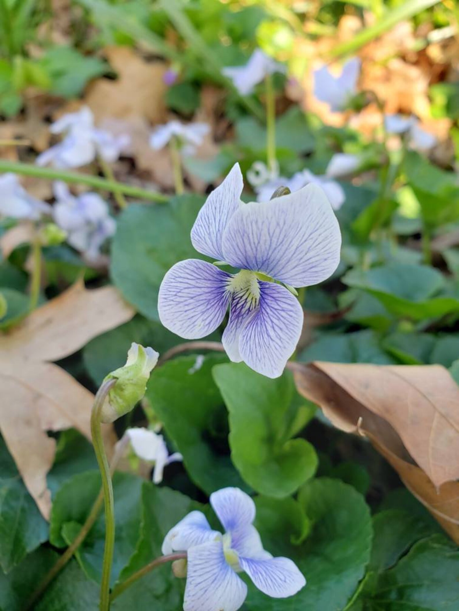 Wild Violets 5 Live Violet plants Sweet Violet Perennial Etsy