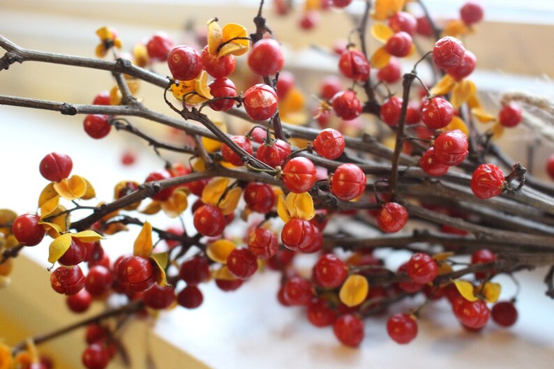 Bittersweet Bundle Of Twigs and Berries Real Bittersweet Vine Etsy