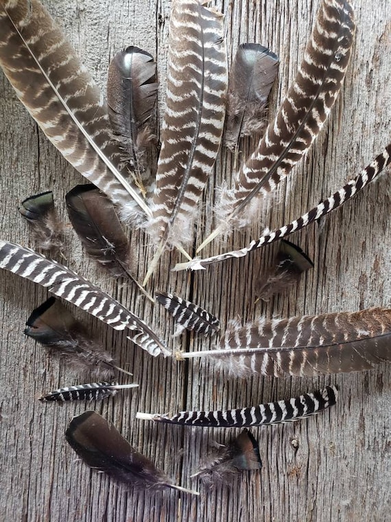 Wild Turkey Feathers 