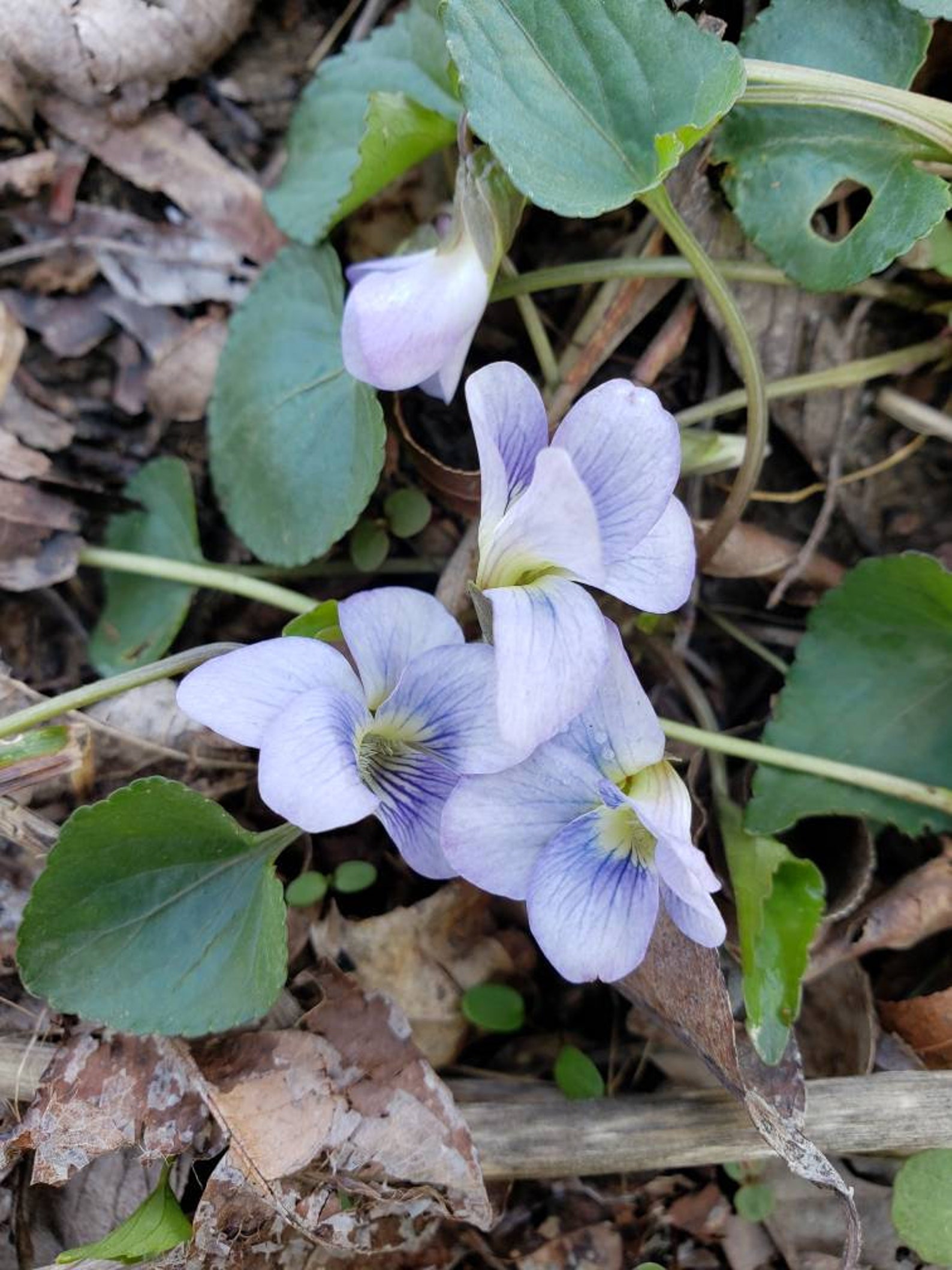 Wild Violets 5 Live Violet plants Sweet Violet Perennial Etsy