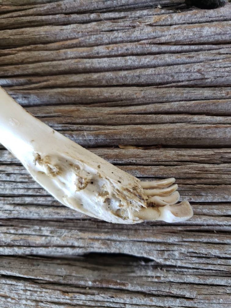 cordovan deer bone
