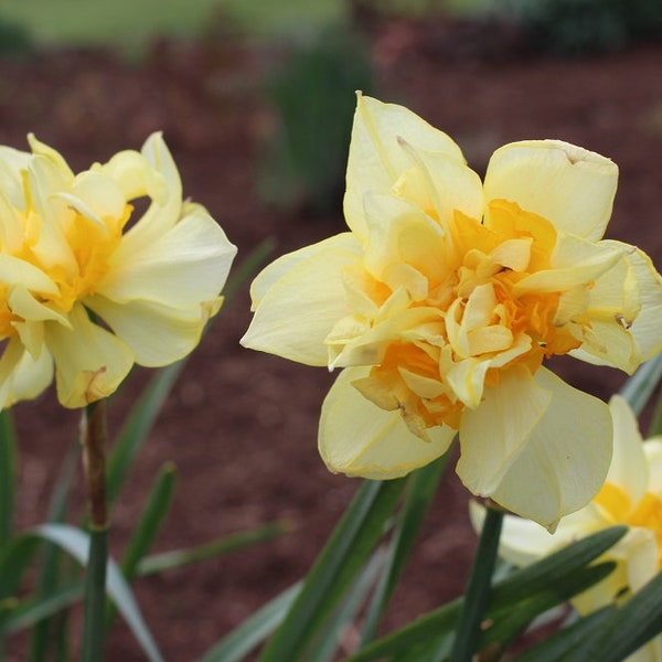 Daffodil Bulbs Etsy
