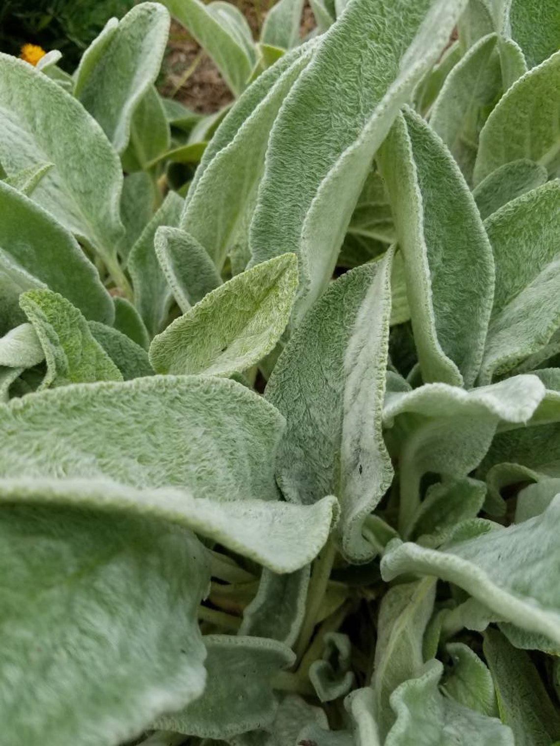 Lambs Ear Dried Lambs Ear Leaf Fuzzy Silver Lambs Ear Leaf Etsy