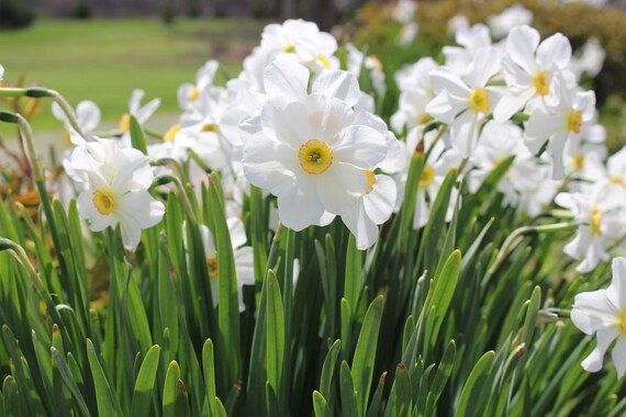 White Daffodils White Daffodil Bulbs Spring Bulbs - Etsy