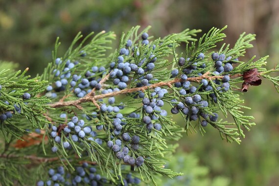 Fresh Cut Pine Woodsy Theme Decor Party And Wedding Decor Etsy