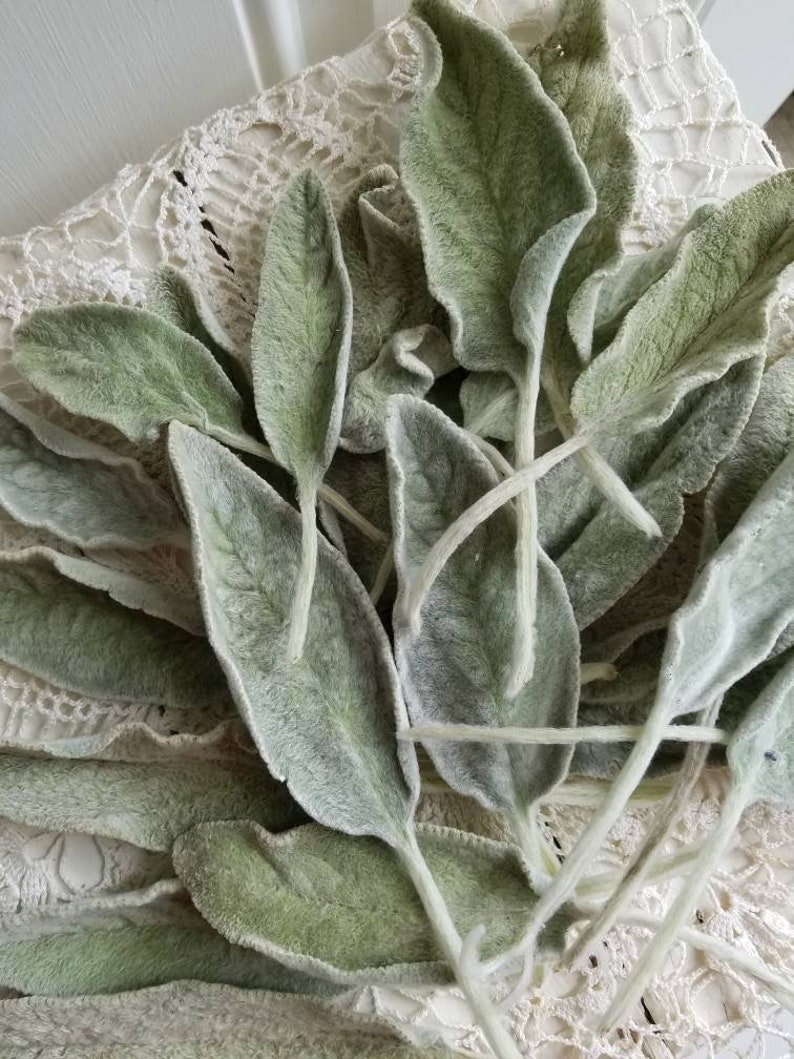 Lambs Ear Dried Lambs Ear Leaf Fuzzy Silver Lambs Ear Leaf | Etsy