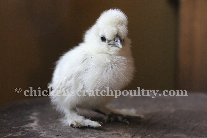 6 2 Extra PURE WHITE SILKIE FERTILE HATCHING CHICKEN EGGS **Free Shipping**
