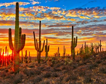 NEW ITEM ADDED! Southwest scene with Saguaro cactus