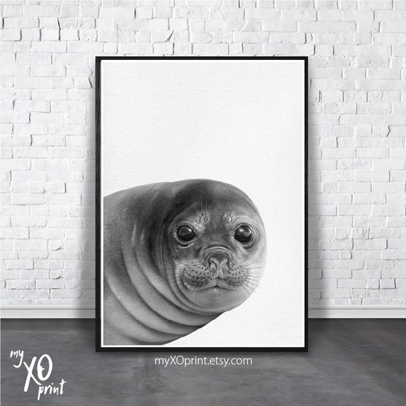 Baby Elephant Seal Print Baby Animal Art Nursery Wall Art Etsy Baby Elephant Seal Print Baby Animal Art Nursery Wall Art Etsy