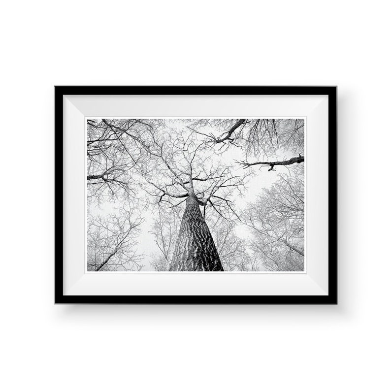 Tree Print Wall Art Scandinavian Art Forest Print Etsy Canada
