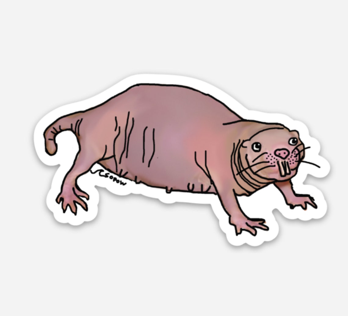 Naked Mole Rat Durable Vinyl Sticker | Etsy