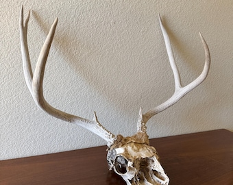 Mule Deer Skull from Arizona