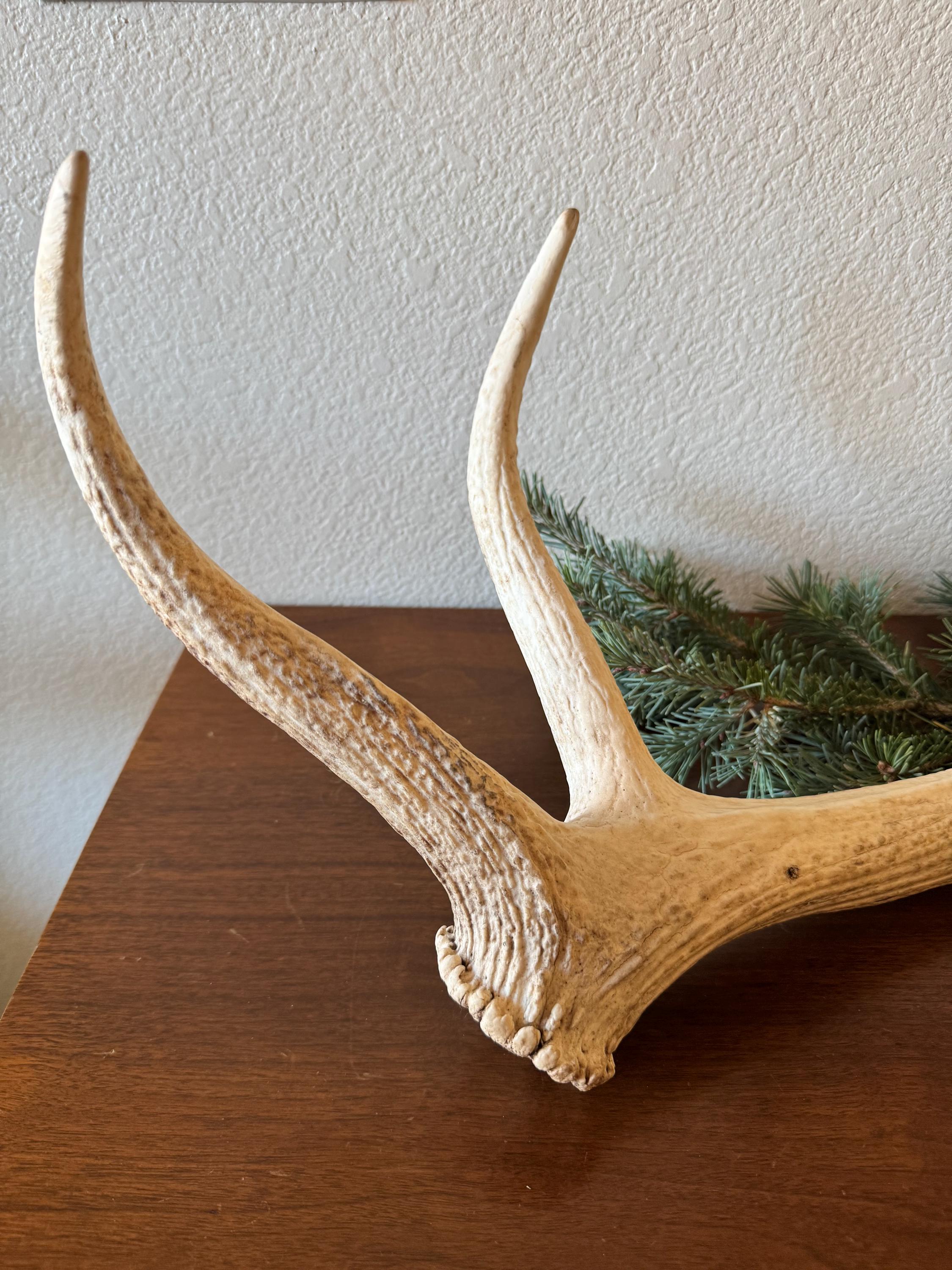 アリゾナ産の珍しいヘラジカの角 - Etsy 日本