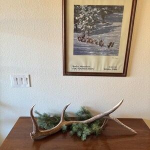 May include: A set of elk antlers on a wooden table with a framed print of elk in a snowy forest. The print is titled "Rocky Mountain Elk Foundation" and "Seasons Winter 1988".