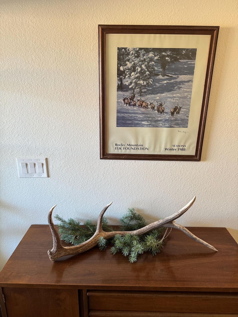May include: A set of elk antlers on a wooden table with a framed print of elk in a snowy forest. The print is titled "Rocky Mountain Elk Foundation" and "Seasons Winter 1988".