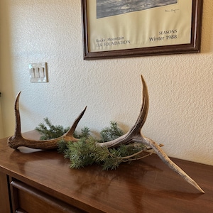 May include: Two large, brown, antler sheds with a sprig of evergreen foliage on a dark wood surface. The antlers are in a natural, unpolished state. The antlers are on a wooden dresser with two drawers. A framed print of elk in a snowy landscape hangs on the wall behind the antlers. The print has the text "Rocky Mountain Elk Foundation" and "Seasons Winter 1988".