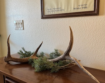 RARE bois de wapiti d'Arizona