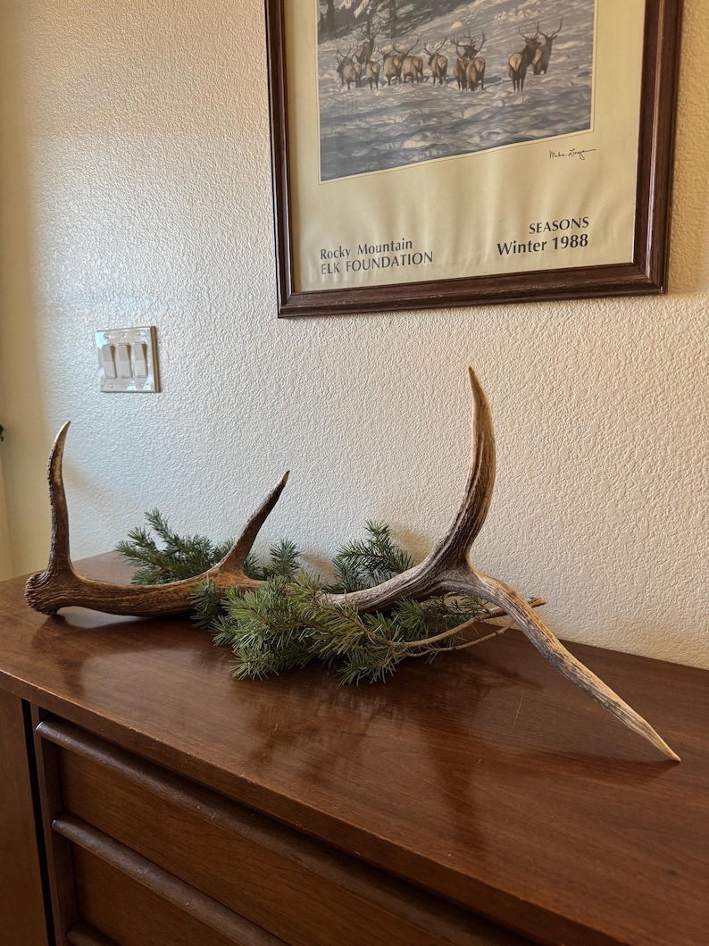 May include: Two large, brown, antler sheds with a sprig of evergreen foliage on a dark wood surface. The antlers are in a natural, unpolished state. The antlers are on a wooden dresser with two drawers. A framed print of elk in a snowy landscape hangs on the wall behind the antlers. The print has the text "Rocky Mountain Elk Foundation" and "Seasons Winter 1988".