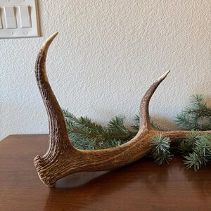 May include: A pair of brown antler sheds with a rough, textured surface. The antlers are lying on a wooden surface with green pine branches.
