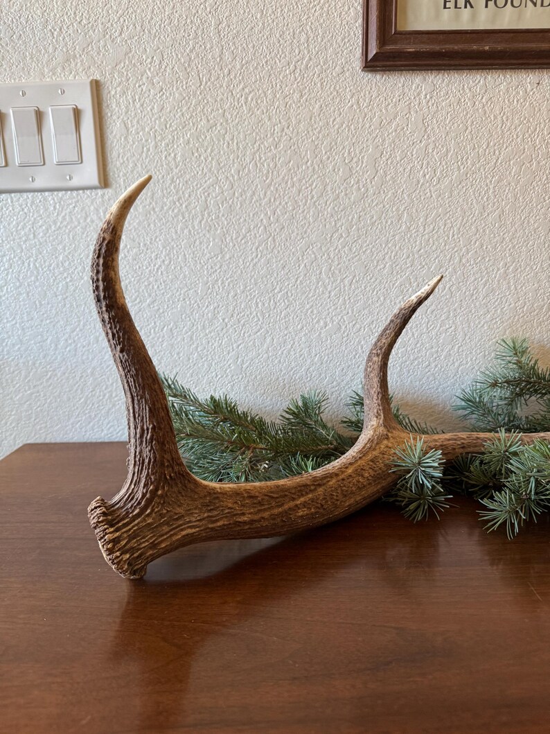 May include: A pair of brown antler sheds with a rough, textured surface. The antlers are lying on a wooden surface with green pine branches.