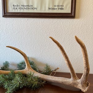 RARE Elk Antler from Arizona