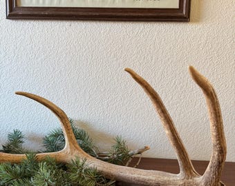 RARE Elk Antler from Arizona