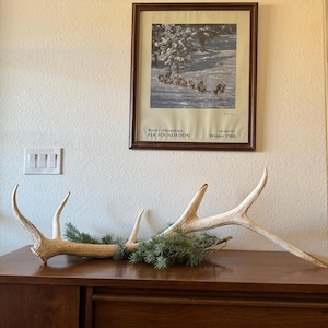 RARE Elk Antler from Arizona